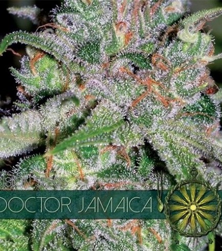 Doctor Jamaica (Vision Seeds)